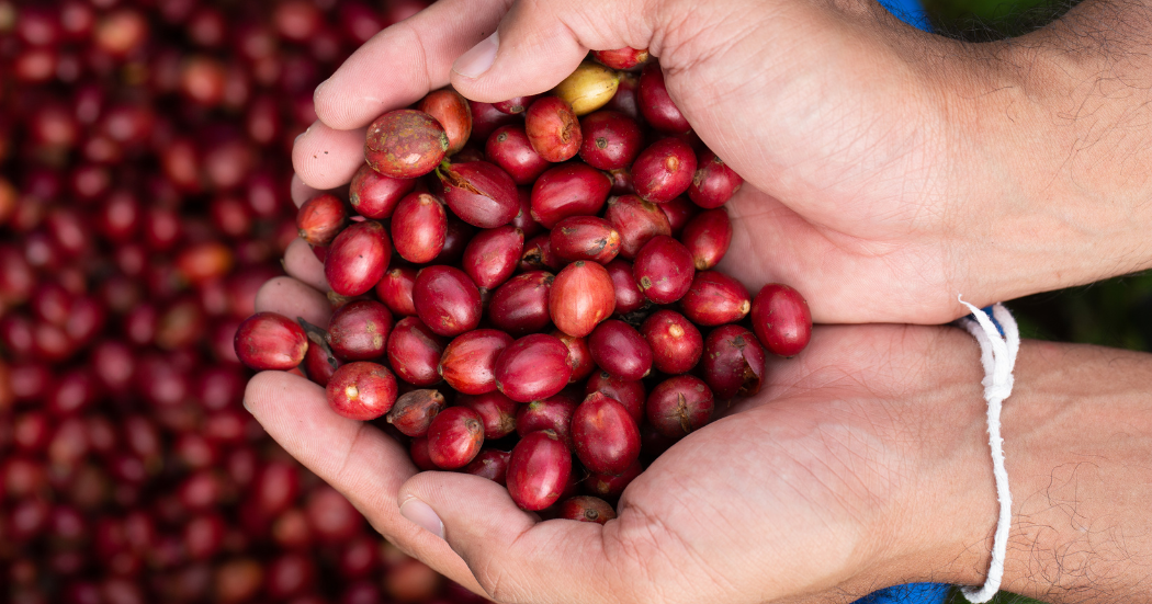 coffee farm